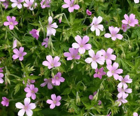 Geranium endressii geen maat specificatie 0,55L/P9cm - afbeelding 7