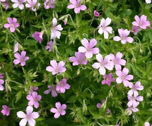 Geranium endressii geen maat specificatie 0,55L/P9cm - afbeelding 7