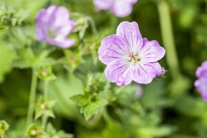 Geranium endressii geen maat specificatie 0,55L/P9cm
