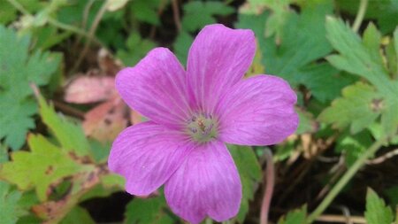 Geranium endressii geen maat specificatie 0,55L/P9cm - afbeelding 5