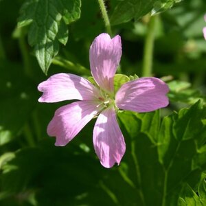 Geranium endressii geen maat specificatie 0,55L/P9cm - afbeelding 8