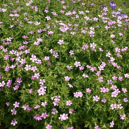 Geranium endressii geen maat specificatie 0,55L/P9cm - afbeelding 9