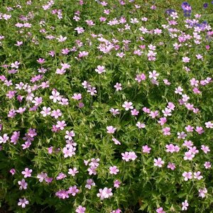 Geranium endressii geen maat specificatie 0,55L/P9cm - afbeelding 9