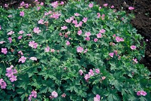 Geranium endressii geen maat specificatie 0,55L/P9cm - afbeelding 8