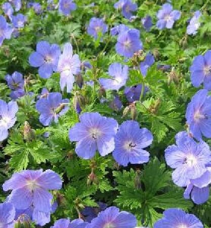 Geranium himalayense 'Baby Blue' geen maat specificatie 0,55L/P9cm - afbeelding 1