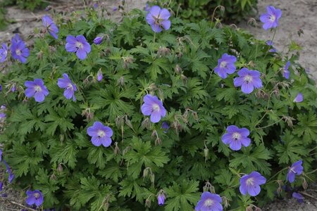 Geranium himalayense 'Baby Blue' geen maat specificatie 0,55L/P9cm - afbeelding 2