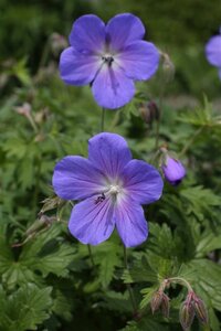 Geranium himalayense 'Baby Blue' geen maat specificatie 0,55L/P9cm - afbeelding 3