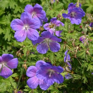 Geranium himalayense 'Gravetye' geen maat specificatie 0,55L/P9cm - afbeelding 1