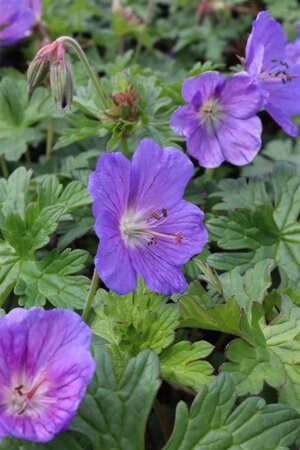 Geranium himalayense 'Gravetye' geen maat specificatie 0,55L/P9cm - afbeelding 5