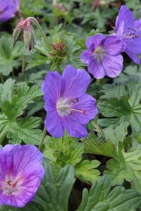 Geranium himalayense 'Gravetye' geen maat specificatie 0,55L/P9cm - afbeelding 5