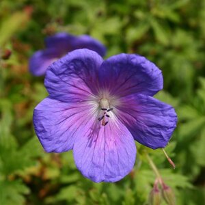 Geranium himalayense 'Gravetye' geen maat specificatie 0,55L/P9cm - afbeelding 2