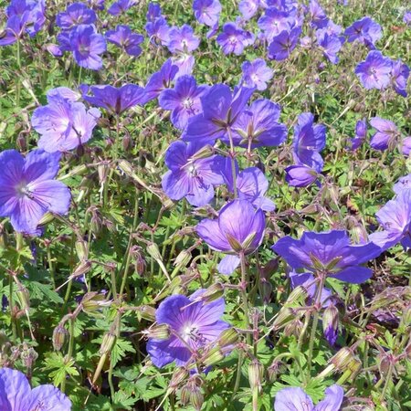 Geranium himalayense 'Gravetye' geen maat specificatie 0,55L/P9cm - afbeelding 3