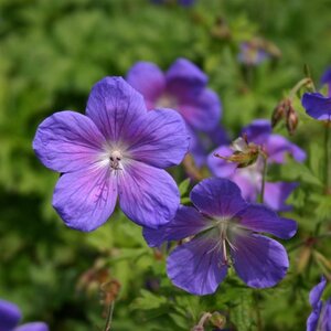 Geranium himalayense 'Gravetye' geen maat specificatie 0,55L/P9cm - afbeelding 4