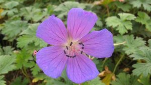 Geranium himalayense geen maat specificatie 0,55L/P9cm