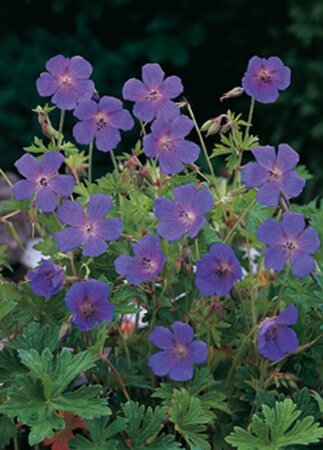 Geranium himalayense geen maat specificatie 0,55L/P9cm - afbeelding 2