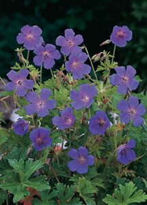 Geranium himalayense geen maat specificatie 0,55L/P9cm - afbeelding 2