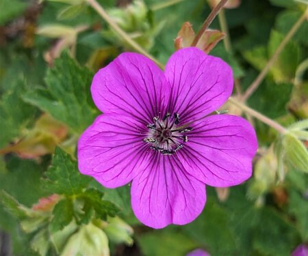 Geranium 'Hexham Velvet' geen maat specificatie 0,55L/P9cm - afbeelding 1
