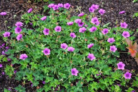 Geranium 'Hexham Velvet' geen maat specificatie 0,55L/P9cm - afbeelding 2