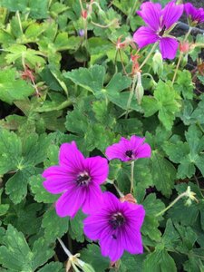 Geranium 'Hexham Velvet' geen maat specificatie 0,55L/P9cm - afbeelding 3
