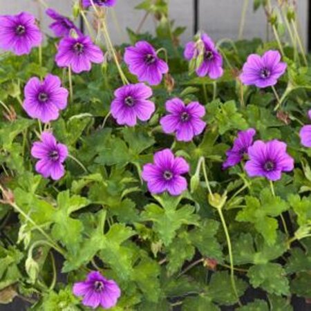 Geranium 'Hexham Velvet' geen maat specificatie 0,55L/P9cm - afbeelding 4