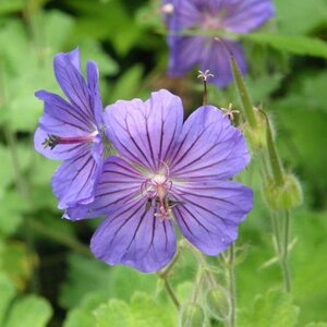 Geranium ibericum 'Turco' geen maat specificatie 0,55L/P9cm - afbeelding 1