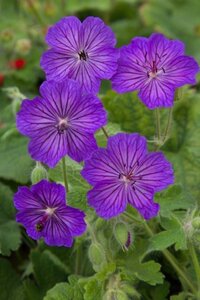 Geranium ibericum 'Turco' geen maat specificatie 0,55L/P9cm - afbeelding 2