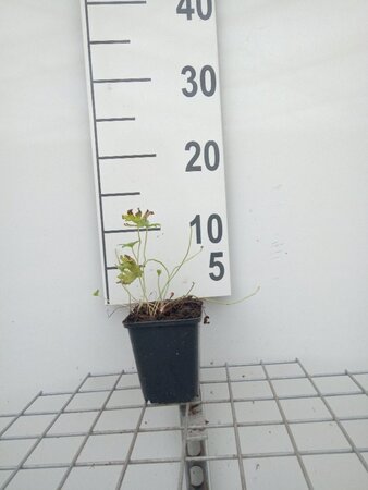 Geranium 'Johnson's Blue' geen maat specificatie 0,55L/P9cm - afbeelding 4