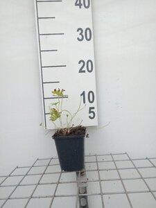 Geranium 'Johnson's Blue' geen maat specificatie 0,55L/P9cm - afbeelding 4