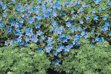 Geranium 'Johnson's Blue' geen maat specificatie 0,55L/P9cm - afbeelding 5