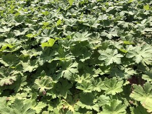 Geranium 'Johnson's Blue' geen maat specificatie 0,55L/P9cm