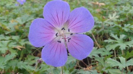 Geranium 'Johnson's Blue' geen maat specificatie 0,55L/P9cm - afbeelding 8