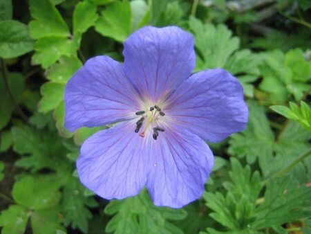 Geranium 'Johnson's Blue' geen maat specificatie 0,55L/P9cm - afbeelding 9