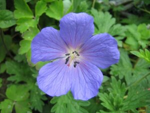 Geranium 'Johnson's Blue' geen maat specificatie 0,55L/P9cm - afbeelding 9