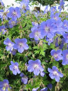Geranium 'Johnson's Blue' geen maat specificatie 0,55L/P9cm - afbeelding 7