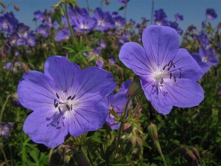 Geranium 'Johnson's Blue' geen maat specificatie 0,55L/P9cm - afbeelding 7
