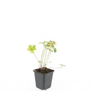 Geranium 'Johnson's Blue' geen maat specificatie 0,55L/P9cm - afbeelding 5