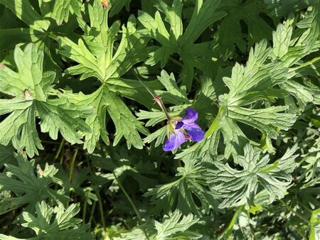 Geranium 'Johnson's Blue' geen maat specificatie 0,55L/P9cm - afbeelding 3