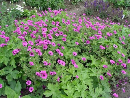 Geranium 'JS Matu Vu' geen maat specificatie 0,55L/P9cm - afbeelding 1