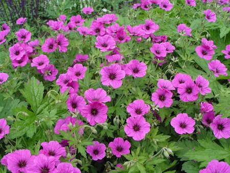 Geranium 'JS Matu Vu' geen maat specificatie 0,55L/P9cm - afbeelding 3