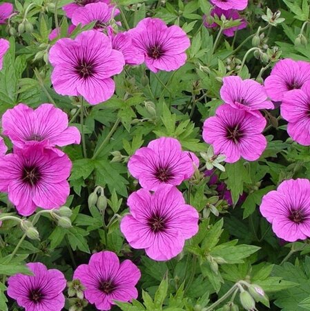 Geranium 'JS Matu Vu' geen maat specificatie 0,55L/P9cm - afbeelding 4