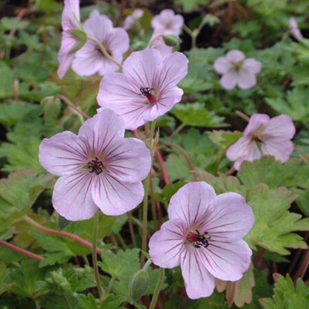 Geranium 'Joy' geen maat specificatie 0,55L/P9cm - afbeelding 1