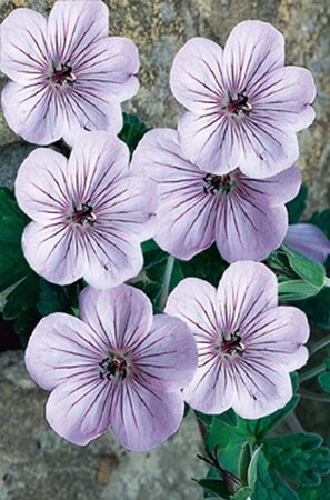 Geranium 'Joy' geen maat specificatie 0,55L/P9cm - afbeelding 2