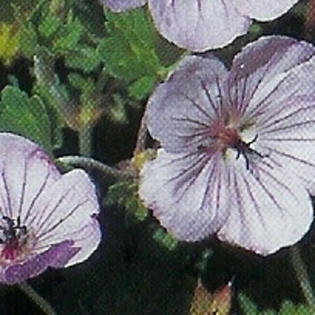 Geranium 'Joy' geen maat specificatie 0,55L/P9cm - afbeelding 3