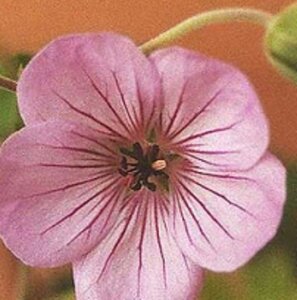 Geranium 'Joy' geen maat specificatie 0,55L/P9cm