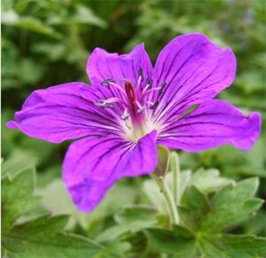Geranium 'Lakwijk Star' geen maat specificatie 0,55L/P9cm