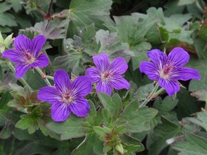 Geranium 'Lakwijk Star' geen maat specificatie 0,55L/P9cm - image 2