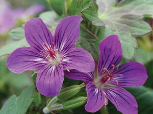 Geranium 'Lakwijk Star' geen maat specificatie 0,55L/P9cm - image 3