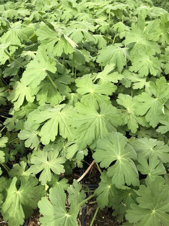 Geranium macrorrhizum geen maat specificatie 0,55L/P9cm - afbeelding 11