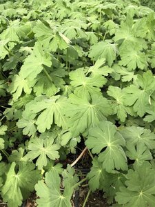 Geranium macrorrhizum geen maat specificatie 0,55L/P9cm - afbeelding 11