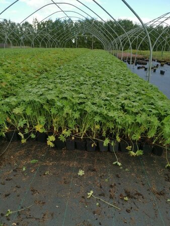 Geranium macrorrhizum geen maat specificatie 0,55L/P9cm - afbeelding 8